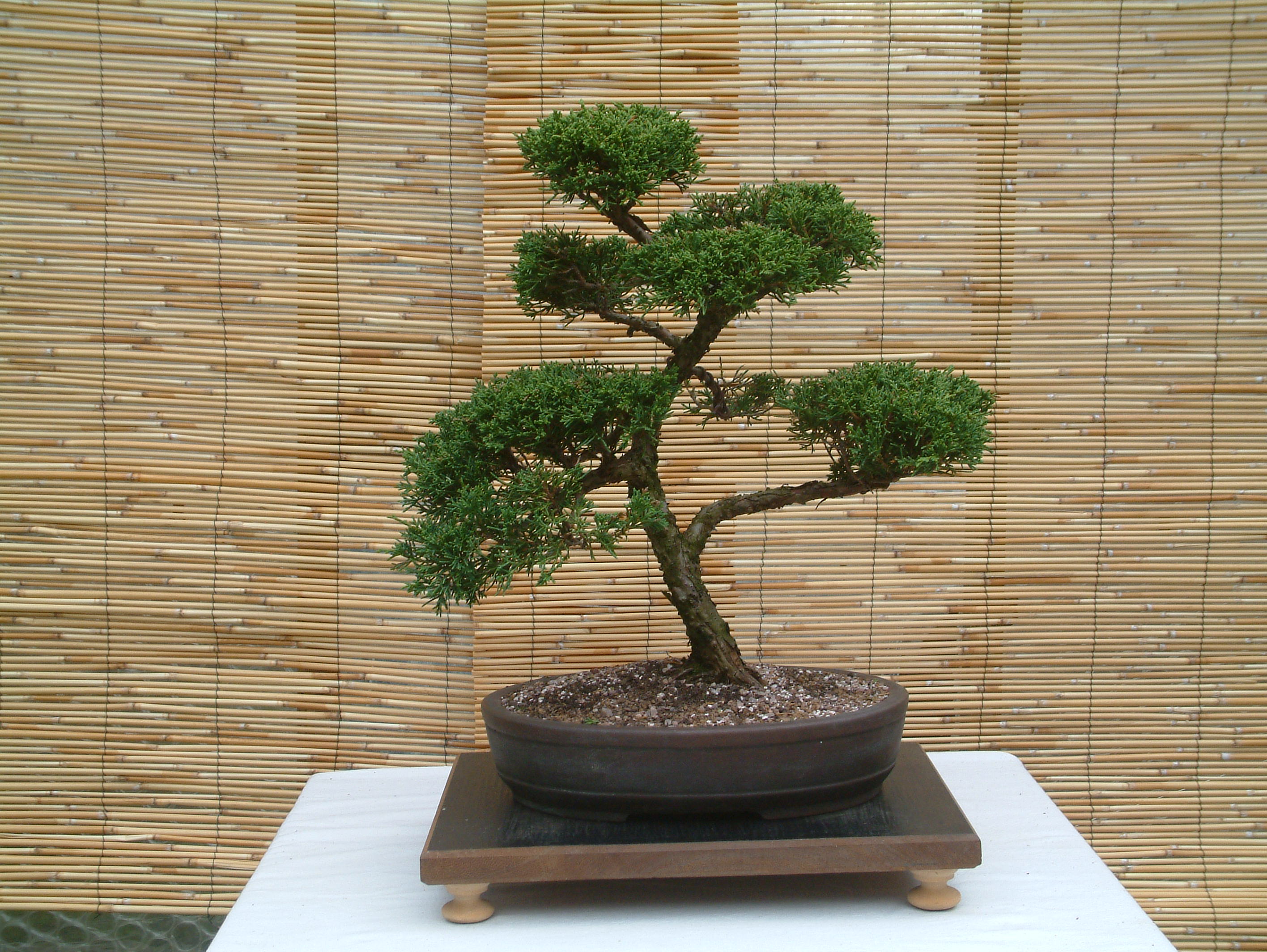 bonsai_4