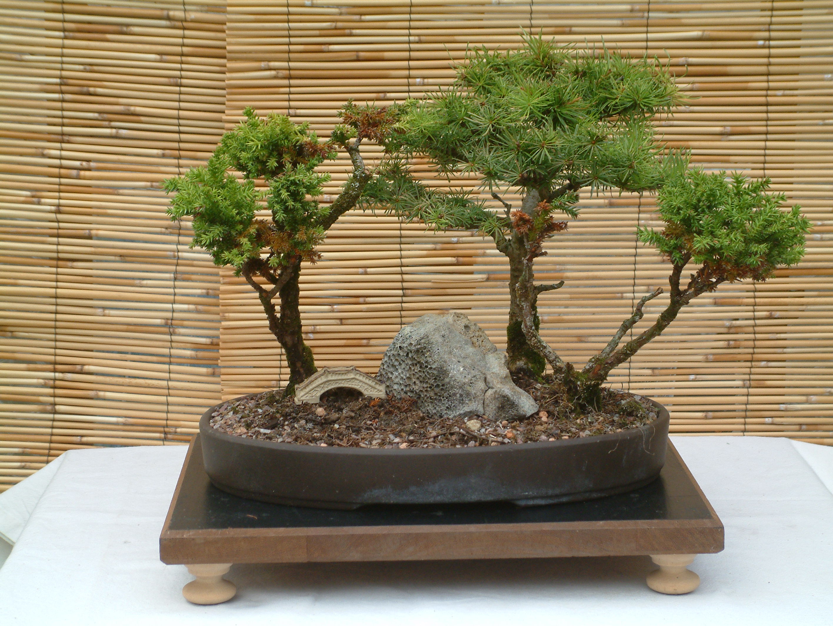 bonsai_8